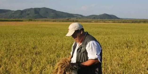 水稻�[上生芽的原因，预防措施及收割建议